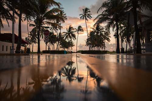 tree palm trees human